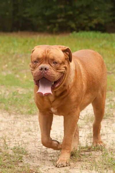 Dogue De Bordeaux walking to the camera in the nature — Stock Photo, Image