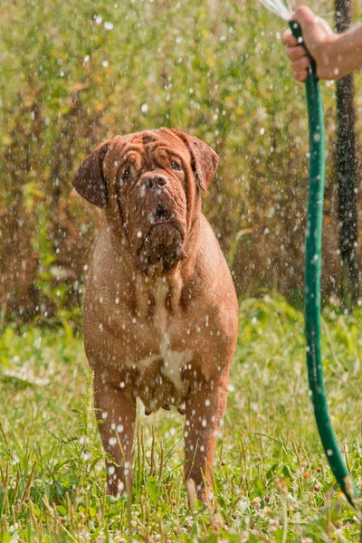 Dogue de bordeaux stående enligt färska stream i varm dag i trädgården — Stockfoto