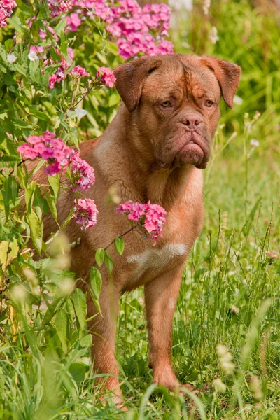 Dogue De Bordeaux filhote de cachorro está escondido em rosa phlox arbusto no jardim — Fotografia de Stock