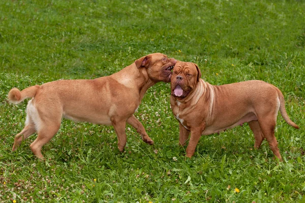 Két kutya Bordeauxi fajta játék a kertben — Stock Fotó