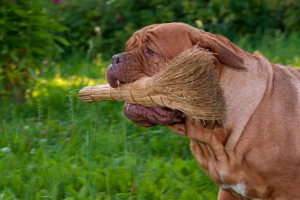 Aiutare enorme cane correre al suo padrone tenendo scopa in bocca — Foto Stock