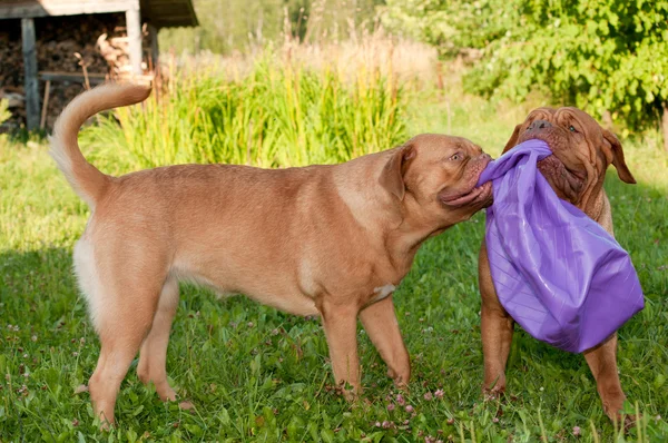 Два весёлых пса французского мастифа (Dogue De Bordeaux) играют с b — стоковое фото