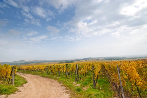 Виноградник дороги, Німеччина — стокове фото