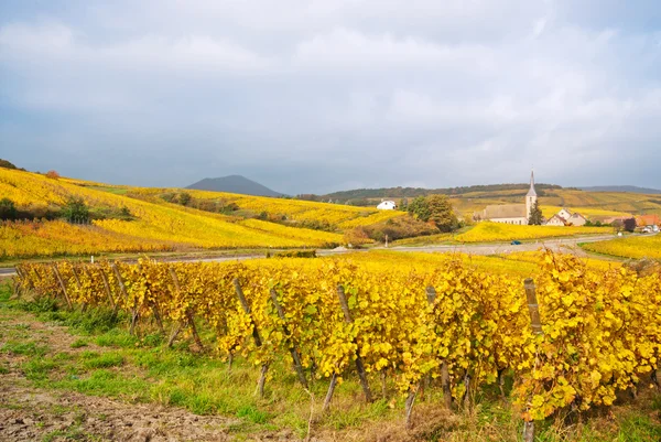 Виноградные поля — стоковое фото