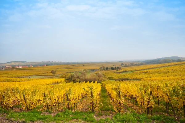 Őszi vineyard — Stock Fotó