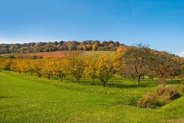 Autumn orchard — Stock Photo, Image