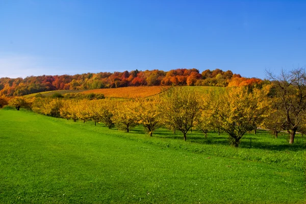 stock image Autumn Field Scenery