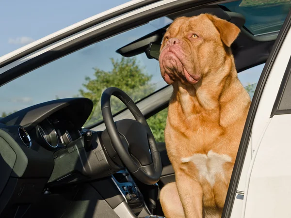 坐在车里的狗驱动程序 — 图库照片