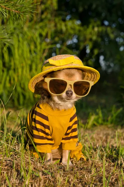 Chihuahua vestido con traje, sombrero de paja nad vasos en el jardín — Foto de Stock