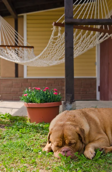 Casa de jardim, rede e cão adormecido — Fotografia de Stock