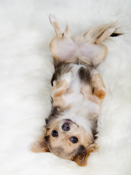 Chihuahua liggend op haar rug op witte pluizige vacht — Stockfoto