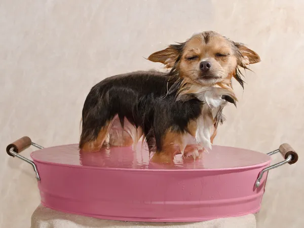 Chihuahua filhote de cachorro tomando um banho de pé na banheira rosa — Fotografia de Stock
