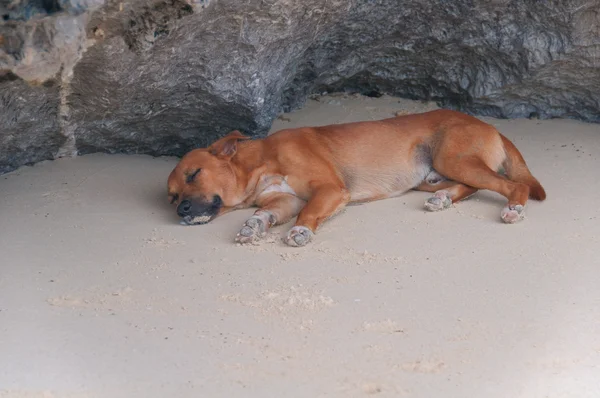 Homeless dog sleeping on a beach next to the rocks — Stock Photo, Image