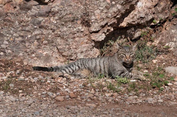 Liyng gato salvaje sin hogar cerca de la montaña —  Fotos de Stock