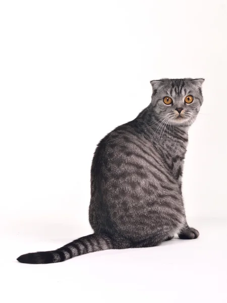 Skotský fold kočka sedící izolované — Stock fotografie