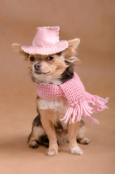 Pembe şapka ve atkı ile Chihuahua köpek yavrusu — Stok fotoğraf