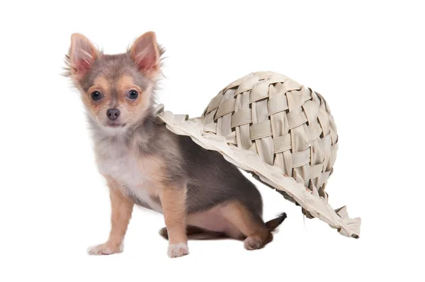Chihuahua pup zittend onder een palm hoed — Stockfoto