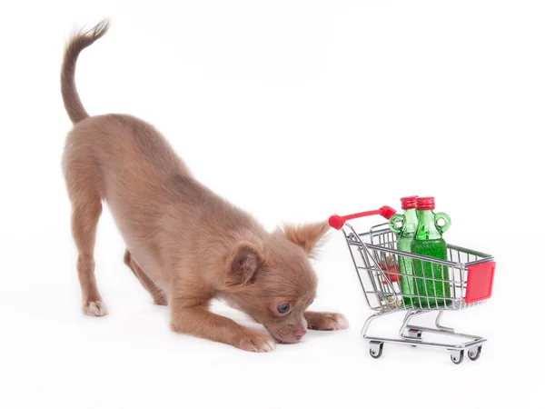 Chihuahua Puppy with shopping cart — Stock Photo, Image