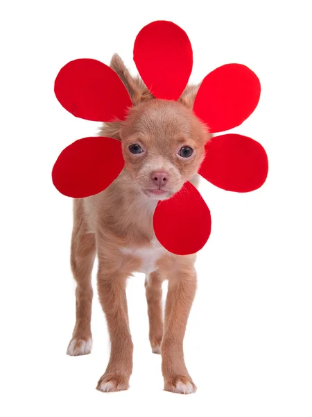 Mały chihuahua ubieranie się jak kwiat — Zdjęcie stockowe