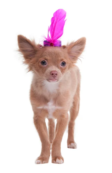 Chiahuahua puppy wearing a funny furry hat — Stock Photo, Image