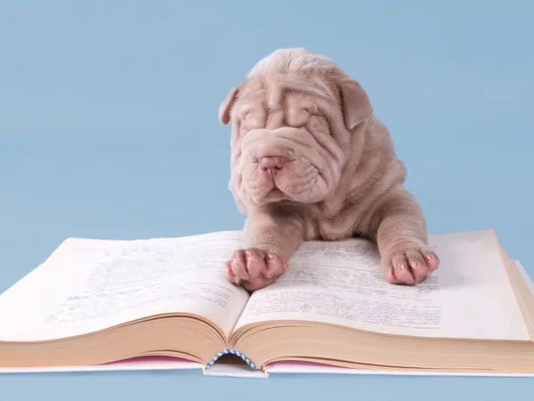 stock image Sharpei puppy reading a book