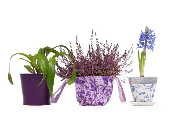 stock image Three flower pots - Lavender, Hyacinth and Cattleya Orchid