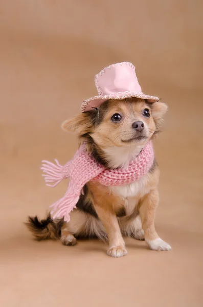 Detective Chihuahua Filhote de cachorro com chapéu e cachecol — Fotografia de Stock