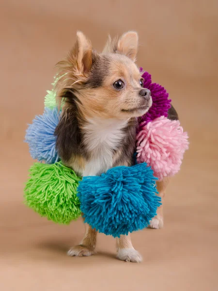 Chihuahua puppy wearing scarf with pompons — Stock Photo, Image