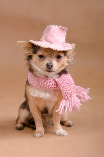 Гламурный щенок чихуахуа в розовой шляпе и шарфе — стоковое фото