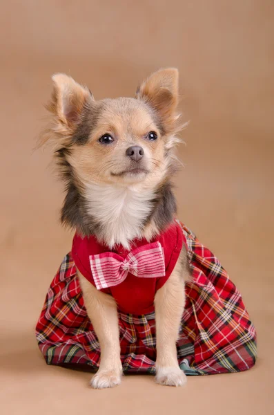 Chihuahua-Welpe mit rot kariertem Kleid — Stockfoto