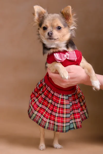 Chihuahua valp bär eleganta skotsk stil klänning — Stockfoto