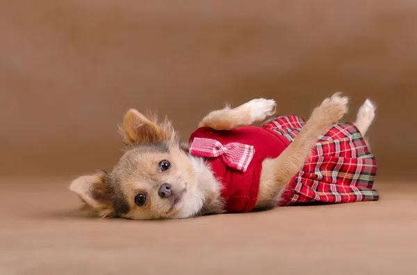 Chihuahua puppy wearing red kilt lying — Stock Photo, Image