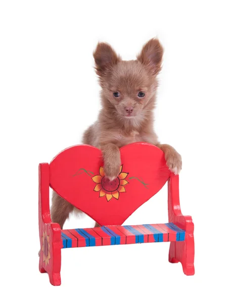 Chihuahua on the back of romantic bench — Stock Photo, Image