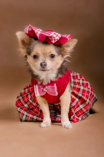 Szczeniak Chihuahua na sobie czerwony kraciasty sukienka i czapka — Zdjęcie stockowe