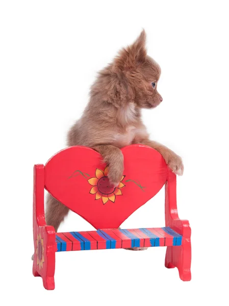 Chihuahua auf einer roten herzförmigen Bank — Stockfoto