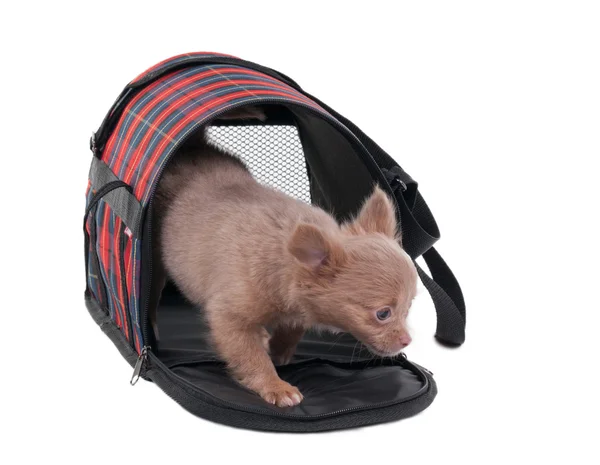 Chihuahua puppy komt uit een kooi vervoer — Stockfoto