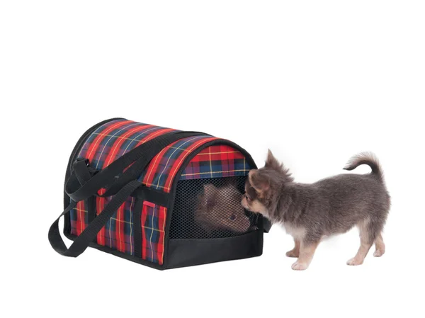Due cuccioli di chihuahua e gabbia di trasporto per animali di piccola taglia — Foto Stock