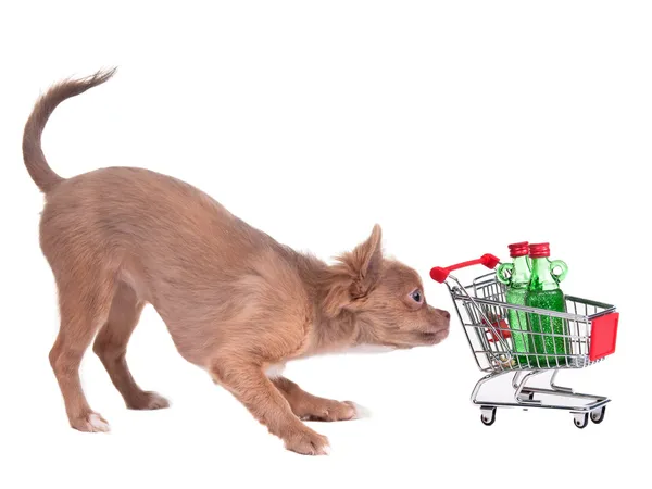 Chihuahua szczeniaka z zakupy koszyka bying 2 butelki alkoholu — Zdjęcie stockowe