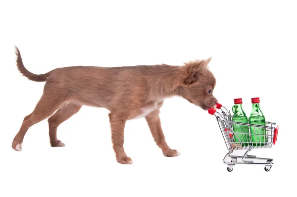 Chihuahua puppy pushing a shopping cart — Stock Photo, Image