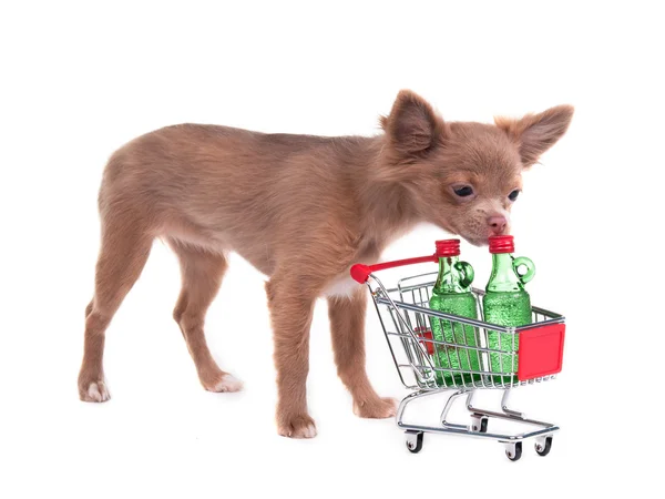 Chihuahua puppy with shopping cart — Stock Photo, Image