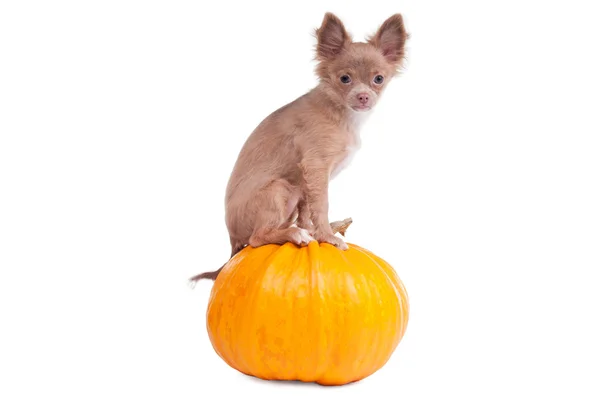 Chihuahua cachorro em uma abóbora — Fotografia de Stock