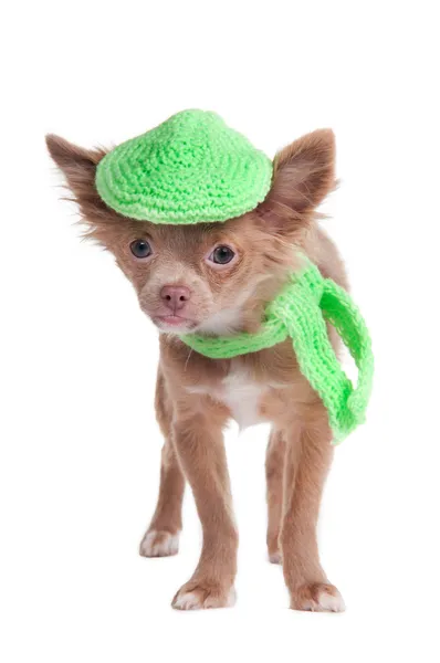Francuski szuka szczeniaka chihuhua czapkę i szalik — Zdjęcie stockowe