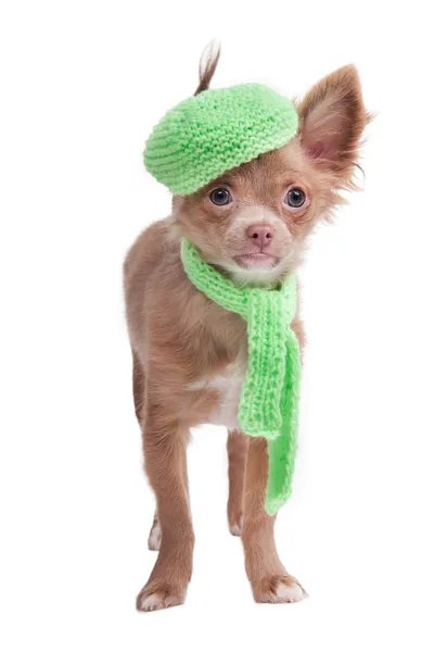 Französisch aussehender Chihuahua-Welpe mit Mütze und Schal — Stockfoto