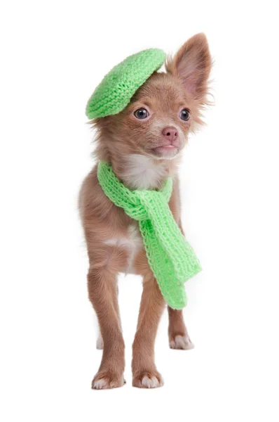 Chihuahua puppy wearing beret and scarf — Stock Photo, Image