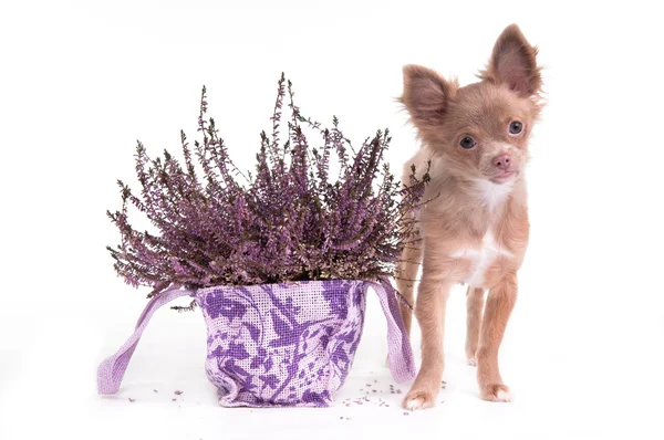 Chihuahua puppy and lavender flower — Stock Photo, Image