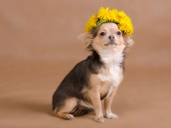 Portrait of a chihuahua puppy wearing wreath of dandelion — Stock Photo, Image