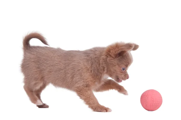Chihuahua cucciolo giocando con la palla rosa — Foto Stock