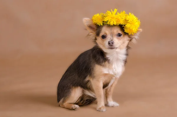 Retrato de un cachorro chihuahua con corona de flores amarillas — Foto de Stock