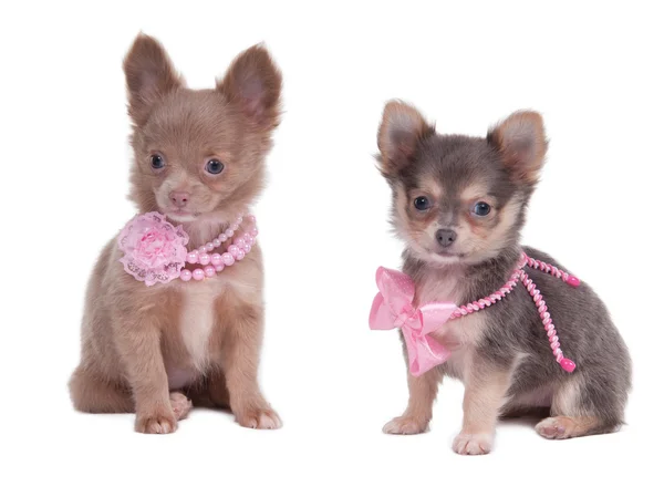 Vrouwelijke chihuahua puppies dragen van roze parels — Stockfoto