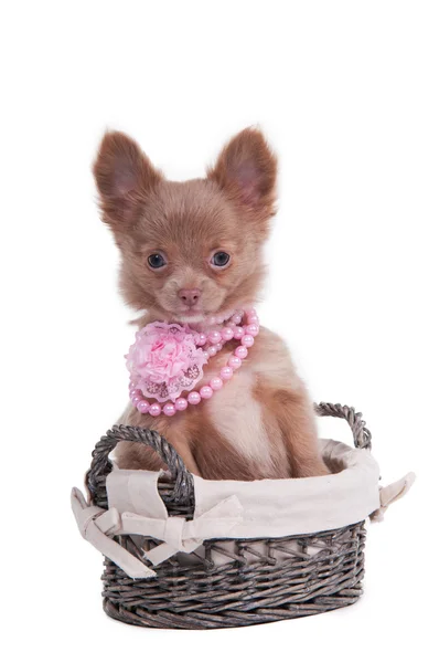 Chihuahua puppy wearing pink necklace sitting in basket — Stock Photo, Image
